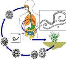 Фаза на развој и животниот циклус на човечкото roundworm