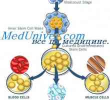 Стареењето на матични клетки. Механизми на самообновување на матични клетки