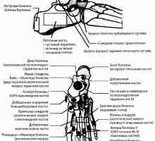 Нозете, глуждовите и долната третина на тибија зрачење и инструмент дијагностика. синдром Ledderhoza