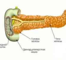 Структурата и локацијата на панкреасот