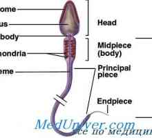 Структурата на сперма. структура