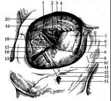 Структурата на помошната апарат на око