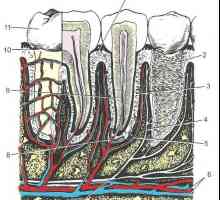 Структурата на забот