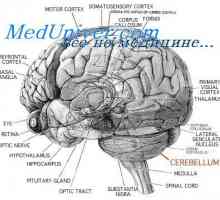 Структурата на малиот мозок. церебеларна функција