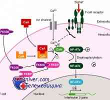 Такролимус, кортикостероиди и антитела за имуносупресија