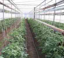 На технологијата на одгледување домати во стаклена градина