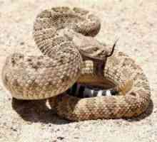 Тест со змија отров Расел