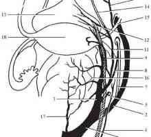 Топографска анатомија на карличните органи. снабдување со крв