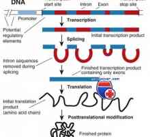 Транскрипција. Форми и видови на РНК клетки