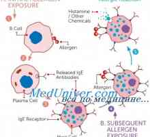 Мастоцитите во алергиски реакции