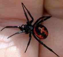 Spider залак: симптоми, ефекти, симптоми, прва помош