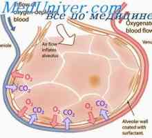 Стабилност белите дробови за кислород. Теорија единечна доза пулмонална кислород интоксикација