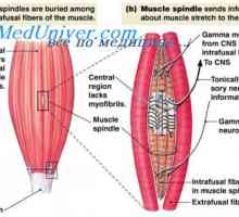 Гама еферентните систем на мускулната контракција. Стабилизирање на положбата на телото