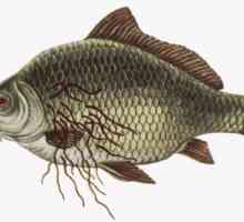 Која риба opisthorchiasis дали има море, река, сушени, како да се готви?