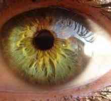 Автономниот инервација на окото и аднексите
