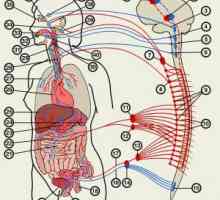 Автономниот нервен систем: третман, симптомите, функција, анатомија