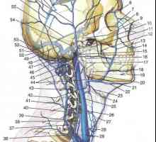 Вените на главата и вратот. церебрална вени