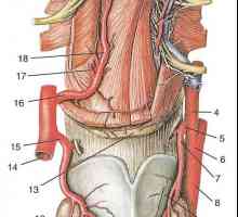 Гранките на надворешната каротидна артерија