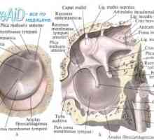 Структурите на внатрешното уво. Анатомски лавиринт врска.