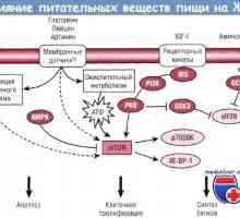 На влијание на нуклеотиди на раст и развој на гастроинтестиналниот тракт (GIT)