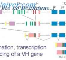 Ефектот на фенотип на висока синџирот на антитела. Ограничување V-гени