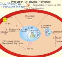 Влијанието на тироидните хормони на главната размена. Кардиоваскуларниот систем и тироидната жлезда…