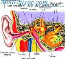 Proprioceptors на грлото на матката. Рамнотежа и визуелни информации