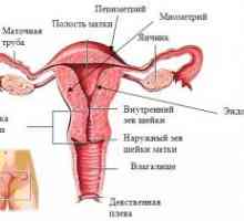 Внатрешна гениталиите на жената, структура, анатомија