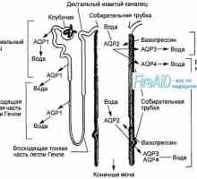 Анатомија на бубрежниот гломерулите. структура