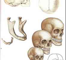 Возраст разлики во структурата на черепот