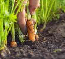 Штетници и болести на моркови
