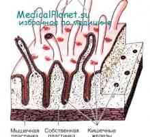 Вродениот имунитет на цревата: дел од епител