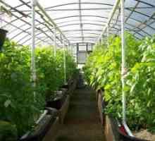 Одгледување на зеленчук, овошје, Бери култури во стаклена градина, и ефект на стаклена градина