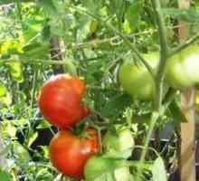 Одгледување домати зеленчук љубителите на лозарите