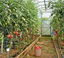 Одгледување домати во пластеници