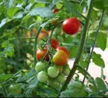 Сорти и хибриди од домати со висок квалитет на овошје