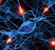 Болести на периферниот нервен систем и моторните неврони