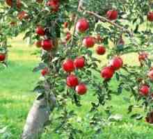 Законитости на раст и плодни јаболкниците