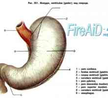 Стомакот. Функција и структура на желудникот. На ензими на желудникот.