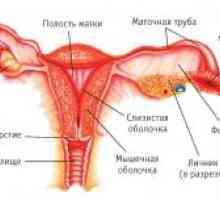 Женски генитални рак: функција, развој, структура