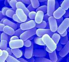 Живи бактерии на dysbacteriosis