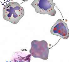 Значење на неутрофилите. механизми на фагоцитоза