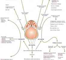 Регулирање на специјализација ендодермот во формирањето на гастроинтестиналниот тракт во фетусот