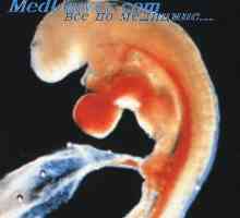 Таламусот ембрионот. Произволни и регулаторна контрола на фетусот