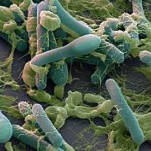 Анаеробни бактерии: видови