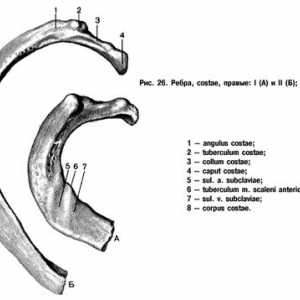 Анатомија на градите: ребра