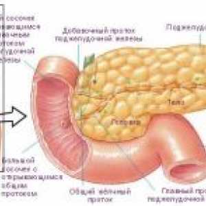Анатомија и физиологија на човекот црево