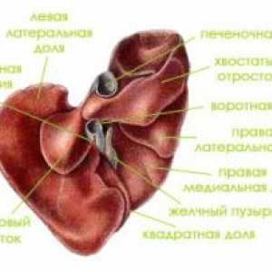 Анатомија и физиологија на човечки црн дроб