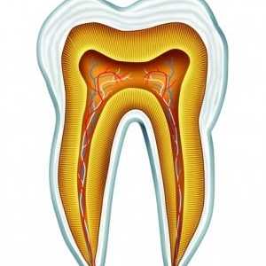 Анатомија и развој на човечки заби