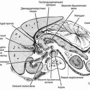 Анатомија на панкреасот